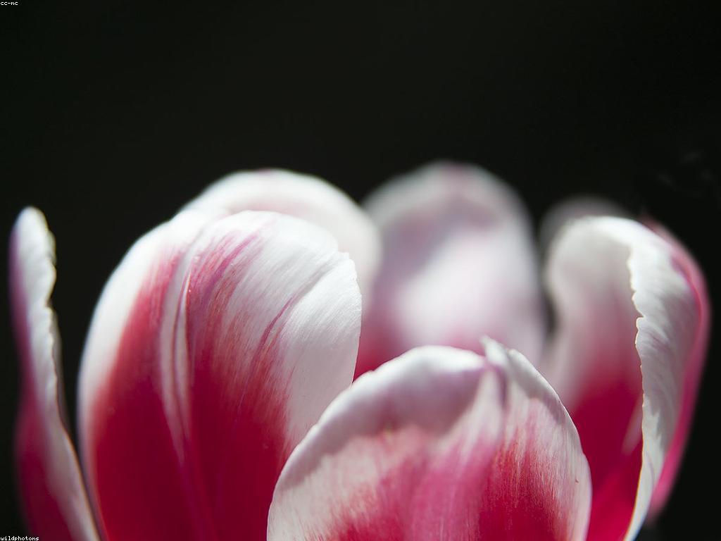 វិធីសាស្ត្រសម្រាប់បទពិសោធន៍ជោគជ័យ